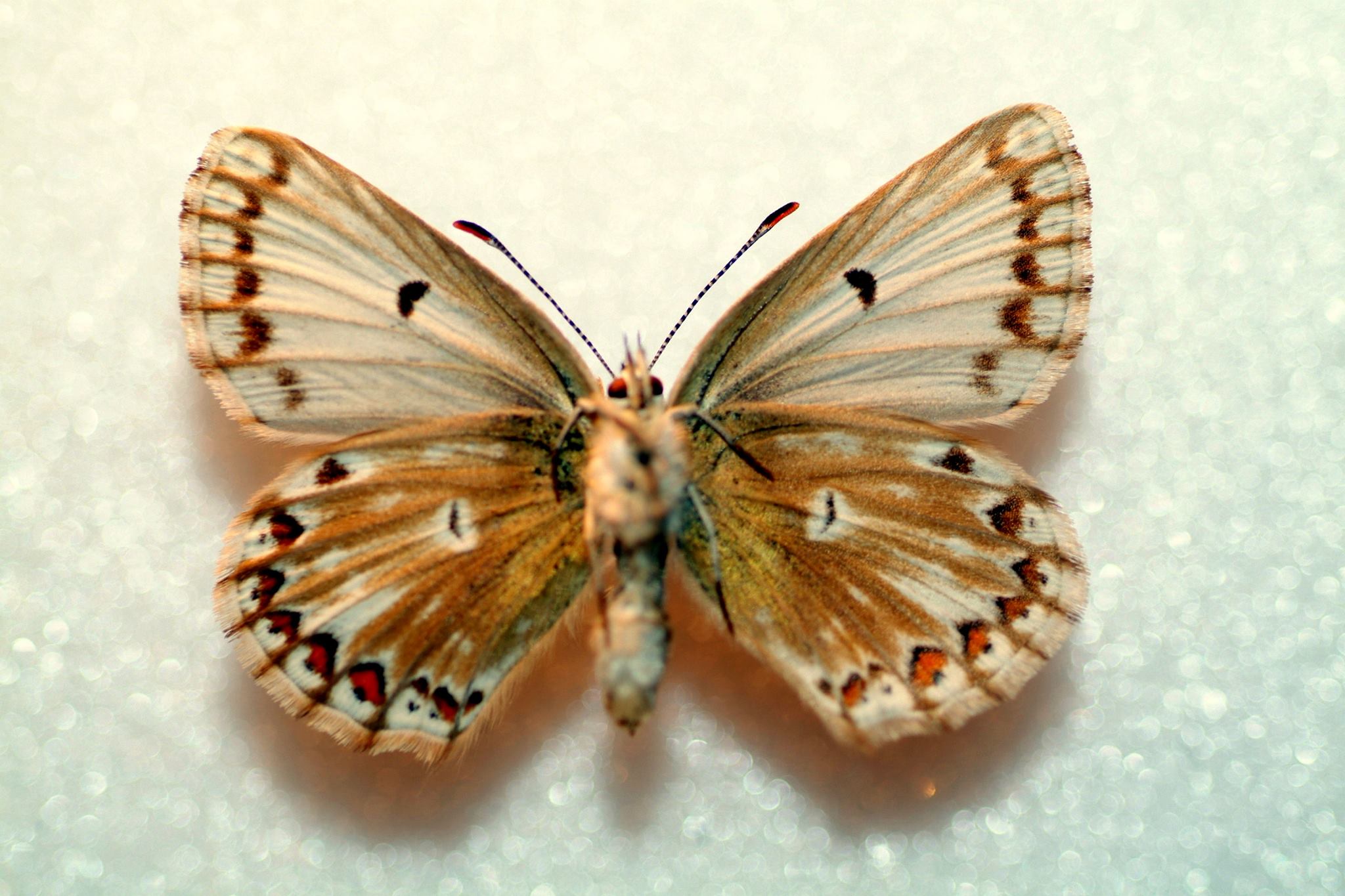 Polyommatus bellargus (verso, aberration) 3 (Internet Image property of respective owner, non-commercial use only)